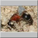 Smicromyrme rufipes - Rotbeinige Spinnenameise w11c 5mm.jpg